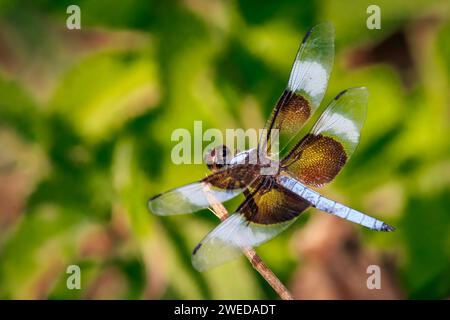 Männliche Witwe Skimmer Libellula luctuosa (Libellula luctuosa), die auf einem Stock thront Stockfoto