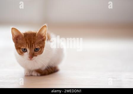 Tierpflege, Haustiere und Katzen auf dem Boden in einem Haus warten, chillen und sitzen, während sie neugierig auf das Mockup schauen. Ginger, beobachte und Kätzchen zu Hause Stockfoto