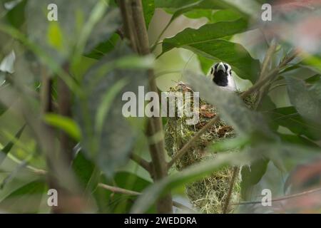 Nur das Gesicht, die Fühler und der Schnabel eines Schwarzen Monarchen sind sichtbar, während der Fliegenfänger in seinem gut versteckten Nest eine kleine Gruppe Eier brütet. Stockfoto