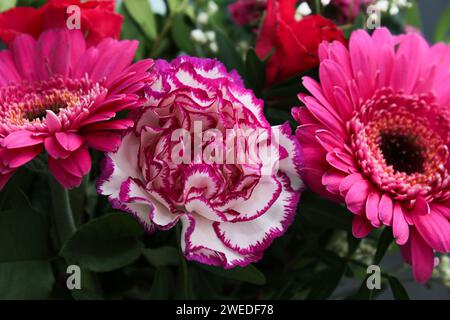 Nahaufnahme von rosa Gerbera und rosa Nelkenblüten Stockfoto