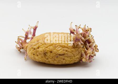 Keimkartoffel isoliert auf weißem Hintergrund. Stockfoto