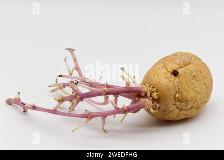 Gekeimte Kartoffeln isoliert auf weißem Stockfoto