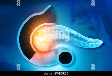 Anatomie des Pankreas auf wissenschaftlichem Hintergrund. 3D-Abbildung Stockfoto