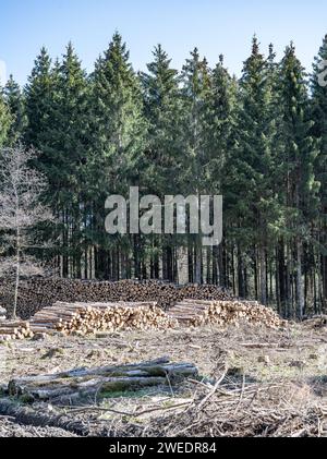 Hacked Woodland Tote Forest Pinetree Plantage Deutschland pflanzte Laubbäume unter Schutz. Stockfoto