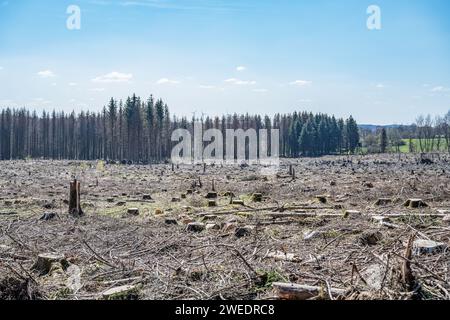 Hacked Woodland Tote Forest Pinetree Plantage Deutschland pflanzte Laubbäume unter Schutz. Stockfoto