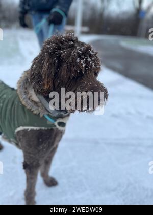 Braunes Labradoodle im Schnee. Hochwertige Fotos Stockfoto