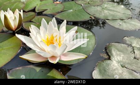 Zwei weiße Blüten schmücken einen ruhigen Teich inmitten von üppigem Laub und Lilienpadsv Stockfoto