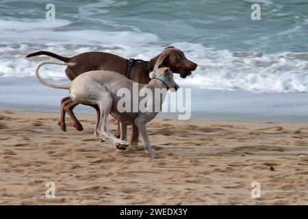 Ein weißer windhund und ein Weimaraner-Zeiger jagen sich gegenseitig und spielen an der Küste Vigo, Pontevedra, Galicien, Spanien Stockfoto