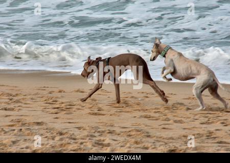 Ein weißer windhund und ein Weimaraner-Zeiger jagen sich gegenseitig und spielen an der Küste Vigo, Pontevedra, Galicien, Spanien Stockfoto