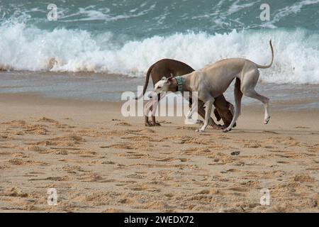 Ein weißer windhund und ein Weimaraner-Zeiger jagen sich gegenseitig und spielen an der Küste Vigo, Pontevedra, Galicien, Spanien Stockfoto