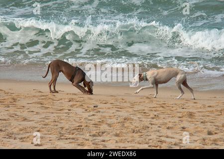 Ein weißer windhund und ein Weimaraner-Zeiger jagen sich gegenseitig und spielen an der Küste Vigo, Pontevedra, Galicien, Spanien Stockfoto