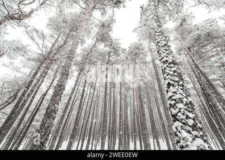 Wunderschöne abstrakte Winterlandschaft mit schneebedeckten Bäumen. Hochwertige Fotos Stockfoto