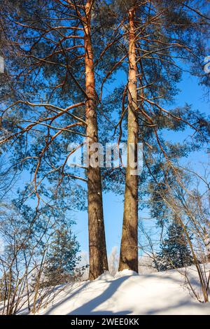 Zwei hohe Kiefern wachsen auf einem schneebedeckten Hügel Stockfoto