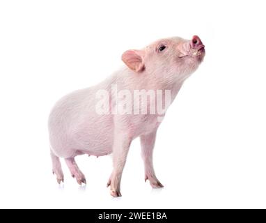 Rosafarbenes Miniaturschwein vor weißem Hintergrund Stockfoto