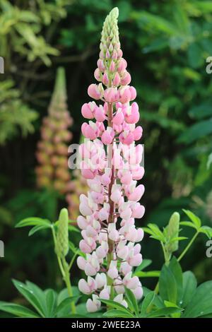 Nahaufnahme einer großen rosa und weißen Lupine Stockfoto