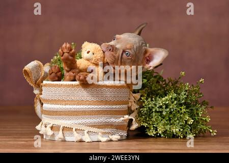 Französischer Bulldog Hund Welpe spielt mit Teddybär in Box mit Boho-Stil Dekoration vor braunem Hintergrund Stockfoto