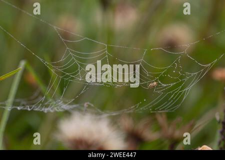 Kleine Spinne auf seinem nassen Netz Stockfoto