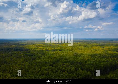 Großer Wald vor blauem Himmel mit flauschigen weißen Wolken. Drohnenansicht aus der Luft. Stockfoto