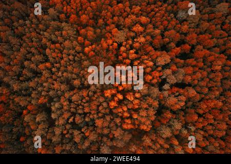 Blick aus der Vogelperspektive auf den Herbstwald mit Orangenbäumen. Blick von oben von einer fliegenden Drohne im Herbstwald. Stockfoto