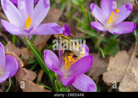 Honigbiene sammelt Pollen aus violetten Krokusblüten im Frühlingsgarten. Frühling, Natur. Selektiver Fokus. Stockfoto