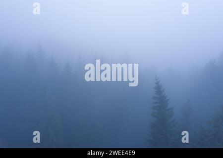 Nadelwald in den Bergen im Nebel. Mystische Landschaft in den Bergen. Stockfoto