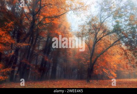 Mystischer Herbstwald mit Orangenlaub im Morgennebel. Feenlandschaft im Herbst. Stockfoto