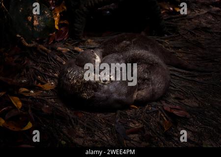 Drei entzückende Otter fotografierten das Kuscheln, während sie an einem perfekten, friedlichen Nachmittag zusammen ein Nickerchen machen; eine herzerwärmende Show von Gesellschaft und Wärme. Stockfoto