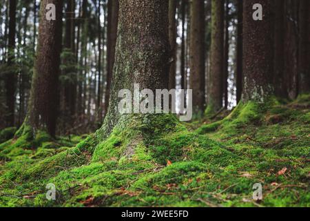 Ein Moos schmückt den Kiefernstumpf in üppigem Wald mit grüner Bodendecke Stockfoto