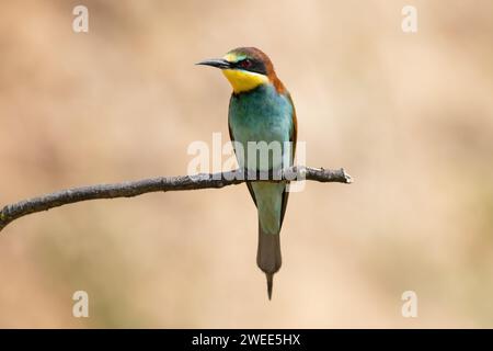 Ein Bienenfresser auf einem Zweig mit leuchtenden gelben, blauen und grünen Federn Stockfoto