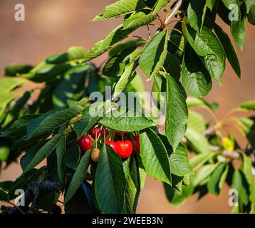 Ein faszinierender Anblick von leuchtenden roten Kirschtomaten, die elegant an einem Baumzweig hängen und an einem sonnigen Tag mit üppigen Blättern geschmückt sind. Stockfoto