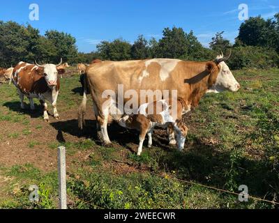 Braunes Kalb trinkt Milch von Mutterkuh, Slowenien Stockfoto