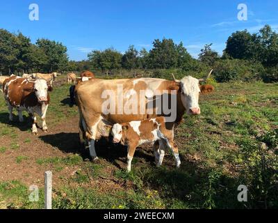 Kühe und Kälber, die in den grünen Bergen Sloweniens weiden Stockfoto