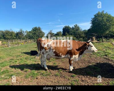 Braune und weiße Kühe weiden auf frischem Sommergras, Slowenien Stockfoto