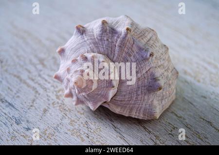 Leere Schale aus rapana venosa vor hellem Holzhintergrund. Stockfoto