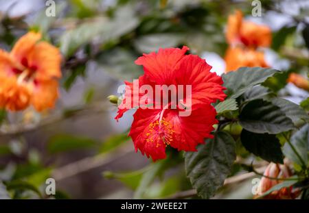 Rote Hibiskusblüte blüht im Garten. Stockfoto