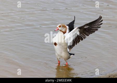 Ägyptische Gans - flatternde Flügel Alopochen aegyptiaca Essex, UK BI036125 Stockfoto