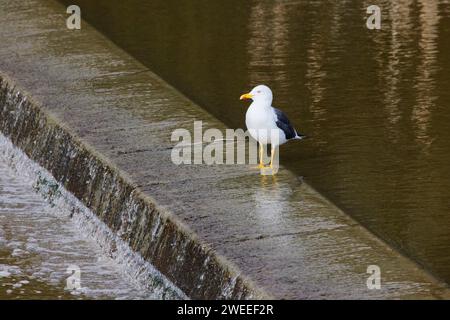 Kleine schwarze Gull von Wehr Larus fuscus Essex, UK BI036152 Stockfoto