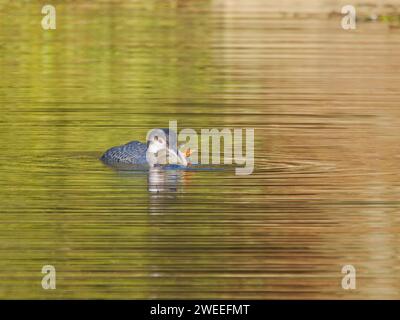 Great Northern Diver - mit Gefangener Barsch Gavia immer Essex, UK BI039250 Stockfoto