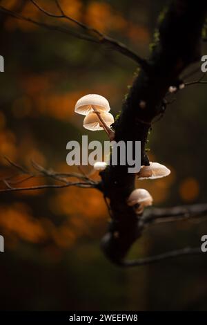 Marasmiellus ramealis, auch bekannt als Twig-Fallschirm, ist ein Wildpilz, der auf einem Zweig in Dänemark wächst Stockfoto