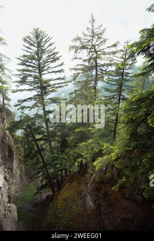 Kiefern entlang der Bisse du RO, Schweiz Stockfoto