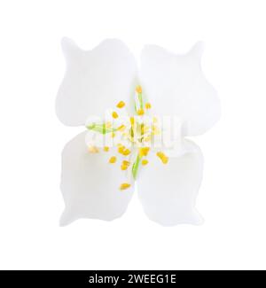 Nahaufnahme der Jasminblume (Philadelphus) auf weißem Hintergrund. Selektiver Fokus. Stockfoto