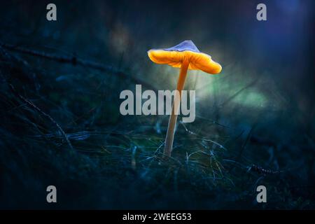 Fee, glühender Pilz. Nacht im mystischen Wald Stockfoto