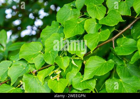 Tilia cordata-Blätter und -Früchte, die auf Baumzweigen wachsen. Stockfoto