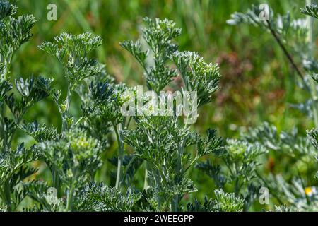 Silbergrüner Wermut hinterlässt Hintergrund. Artemisia absinthium, Absinth-Wermut-Pflanze im Kräuterküchengarten, Nahaufnahme, Makro. Stockfoto