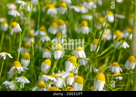 Die Heilkamillenmatricaria recutita blüht auf der Wiese zwischen wilden Gräsern. Stockfoto