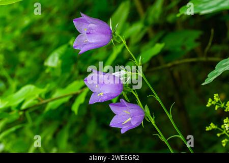 Ballonblume, Tossock Bellflower, Campanula persicifolia oder Campanula carpatica violette Glockenblumen im Herbstgarten. Stockfoto