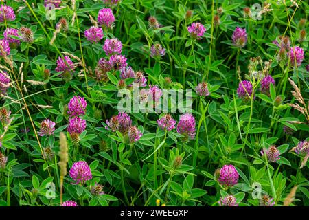 Das ist das Wildblumen Trifolium alpestre, das Purple Globus Klee oder Eulenklee aus der Familie Fabaceae. Stockfoto