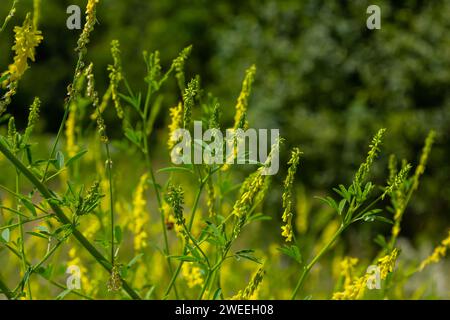 Die Blumen von Melilotus officinalis stehen im Sommer im hellen Hintergrund. Verschwommener Hintergrund von Gelb - Grün. Geringe Schärfentiefe. Stockfoto