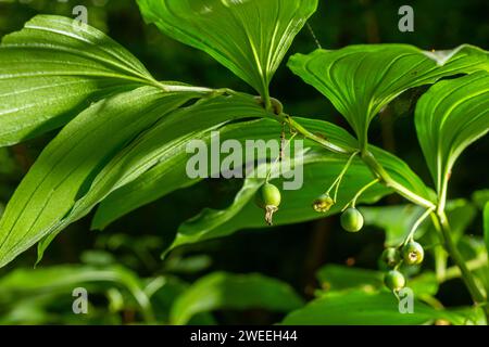 Unreife Beeren des Robbens von Angular Salomon, auch bekannt als Duftsaube von Salomon, Polygonatum odoratum. Stockfoto