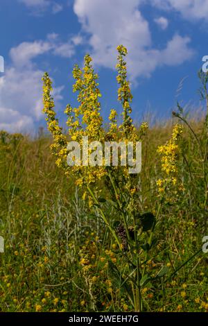 Verbascum densiflorum die bekannte dicht blühende Königskerze. Stockfoto